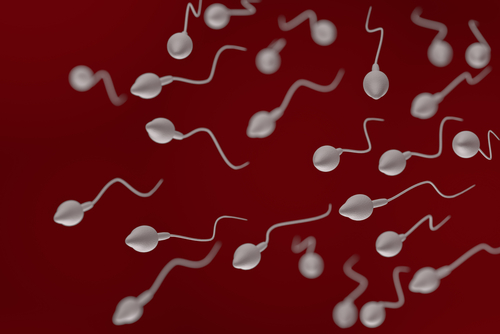 妊娠　確率　精子