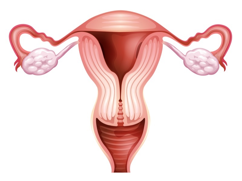 子宮　卵管　図解