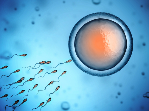 精子　卵子　受精