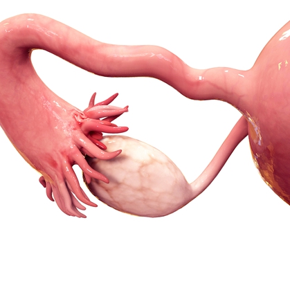 卵巣　生殖器